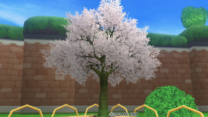 桜の木・白
