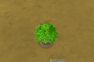 小さな緑の植木
