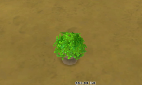 小さな緑の植木